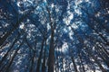 Blue Forest Trees