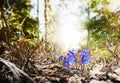 Blue Hepatica Nobilis Flowers ...