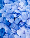 Blue Hydrangea Flower