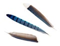 Blue Jay Feathers