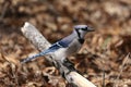 Blue Jay