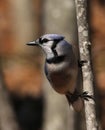 Blue Jay