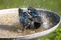 Blue Jay Taking a Bird Bath