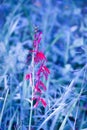 Blue Nature Grass Background W...