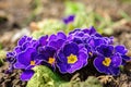 Blue Primula Flowers Macro Clo...