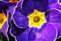 Blue Primula Flowers Macro Clo...