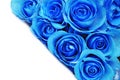 Blue Rose Flowers