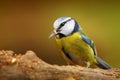 Blue Tit Bird