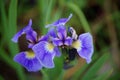 Blue Wild Iris (Iris Setosa)