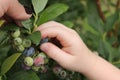 Blueberry Picking