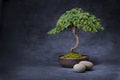 Bonsai Tree And Stones Backgro...