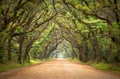 Botany Bay Spooky Dirt Road Creepy Oak Trees