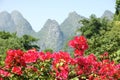 Bougainvillea Flowers