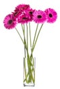 Bouquet Of Pink Gerbera Flowers