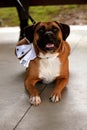 Boxer dressed  up as the best dog at a wedding ceremony.