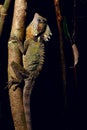 Boyd's Dragon tropical rain forest lizard