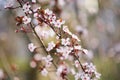 Branch With Flowers