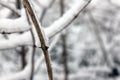 Branches After Ice Storm