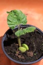 Breed bean seedling Stock Afbeeldingen