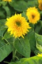 Bright Yellow Sunflowers In Th...