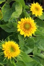 Bright Yellow Sunflowers In Th...