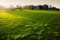 British Grass