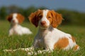 Brittany Spaniel Puppies