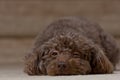 Brown dog laying down trying to go to sleep