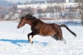 Brown Horse Play In Winter