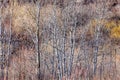 Brown Winter Forest With Bare ...