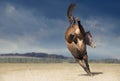 Bucking Horse On Nature Backgr...
