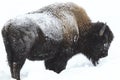 Buffalo in Permafrost in Deep Snow