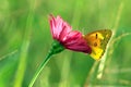 Butterfly On The Flowers