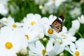 Butterfly On White Cosmos Flow...