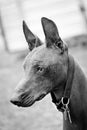 C, Mexican hairless
