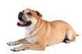 Ca de Bou (Mallorquin Mastiff, Mallorquin Bulldog, Perro Dogo Ma