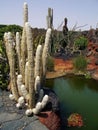 Cactus Garden
