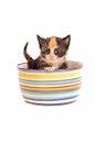 Calico Kitten in a Bowl