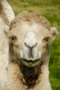 Camel Face