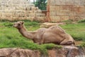 Camel In Nature