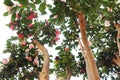 Camellia Flowers On Tree