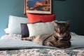 Cat On The Bed