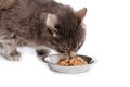 Cat Eating.