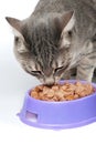 Cat Eating