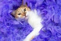 cat-feathers-2198293.jpg