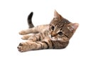 Cat Lying On White