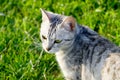 Cat On Nature