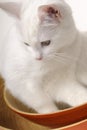 Cat Playing With Object