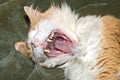 Cat Yawning