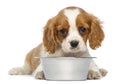 Cavalier King Charles Puppy lying in front of an empty metallic dog bowl